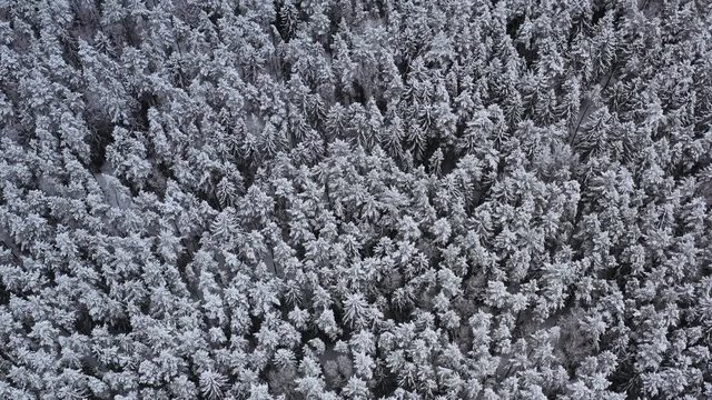 Drone view from above on spruce and pine dense forest in winter. Beautiful winter landscape in cloudy weather. Tree branches covered with snow. Good raw material for timber industry