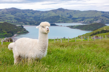 Fototapeta premium Furry white alpaca grazing in a bucolic green meadow with the sea and mountains in the background 