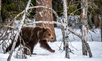 Obraz premium Bear cub walking on the snow in winter forest. Natural habitat. Brown bear, Scientific name: Ursus Arctos Arctos.