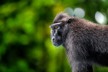 The Celebes crested macaque. Close up portrait, side view, green natural background. Crested black macaque, Sulawesi crested macaque, or the black ape. Natural habitat. Sulawesi. Indonesia.