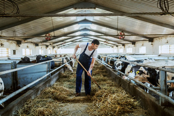 Full length of handsome caucasian farmer in overall feeding calves with hay. Stable interior.