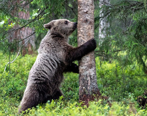 Fototapeta na wymiar Brown bear cub stands on its hind legs by a tree. Scientific name: Ursus arctos. Natural habitat. Summer season