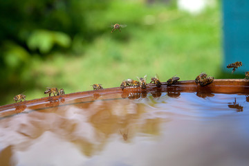 Bees drinking water in hot summer day..