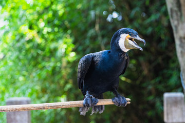 Cormorant standing on a wooden stick in Yangshuo, China