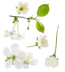 Cherry blossoming spring flowers set isolated on white background