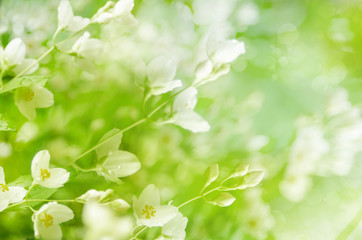 Obraz na płótnie Canvas Natural spring background with bokeh and Jasmine white flowers