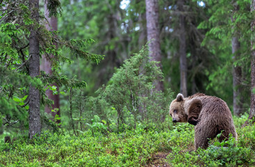 Fototapeta na wymiar The bear scratched. Brown bear in the summer forest. Green forest natural background. Scientific name: Ursus arctos. Natural habitat. Summer season.