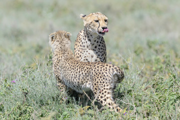 Cheetah (Acinonyx jubatus) mother and cub on savanna, Ngorongoro crater national park, Tanzania.