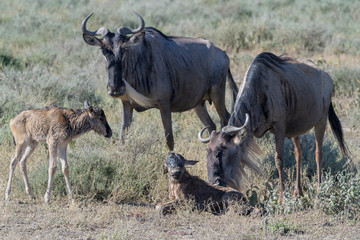 Naklejka na ściany i meble Two Blue Wildebeest (Connochaetes taurinus) mother standing next to a new born baby's on savanna, Ngorongoro conservation area, Tanzania.
