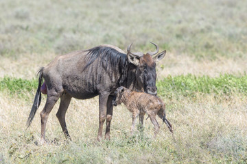 Naklejka na ściany i meble Blue Wildebeest (Connochaetes taurinus) mother cleaning a new born calf on savanna, Ngorongoro conservation area, Tanzania.