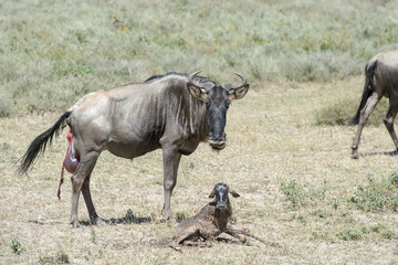 Blue Wildebeest (Connochaetes taurinus) standing next to a new born baby on savanna, Ngorongoro conservation area, Tanzania.
