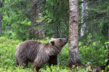 The bear sniffs a tree. Brown bear in the summer pine forest. Scientific name: Ursus arctos....
