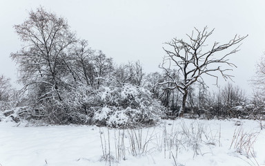 Scenic winter landscape. Beautiful nature. Snow-covered trees in the forest. Cloudy weather.