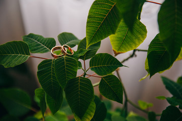 Gold wedding rings. Wedding rings on a green leaf.