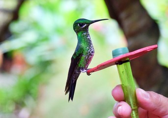 Hummingbird - La Paz Waterfalls Costa Rica 