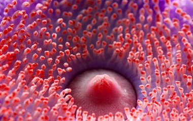 Detailed exotic macro closeup inflorescence of blooming wild Cannonball tree, Couroupita guianensis...