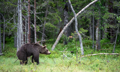 Fototapeta na wymiar The bear scratched. Brown bear in the summer forest. Green forest natural background. Scientific name: Ursus arctos. Natural habitat. Summer season.