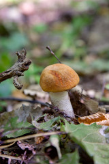 Single red boletus mushroom in the wild. Red boletus mushroom grows on the forest floor at autumn season..