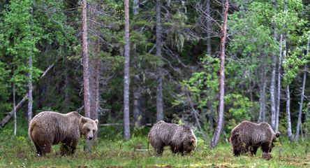She-bear and bear cubs in the summer pine forest.  Summer season, Natural Habitat. Brown bear, scientific name: Ursus arctos.