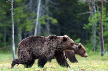 Plakat Brown bears walking on the swamp in the summer forest. Scientific name: Ursus arctos. Natural habitat.