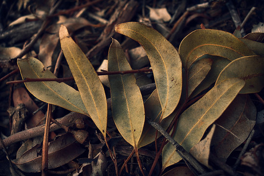 Australian gum leaves