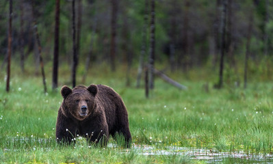 Obraz na płótnie Canvas Wild Adult Male of Brown bear on the swamp in the pine forest. Front view. Scientific name: Ursus arctos. Summer season. Natural habitat.