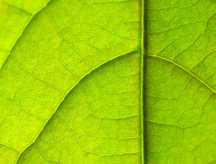 Fototapeta na wymiar A closeup of the veines of a leaf 