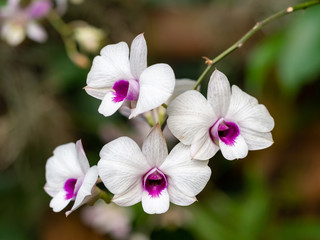 Dendrobium orchid in the Singapore Botanic Gardens