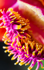Detailed exotic macro closeup inflorescence of blooming wild Cannonball tree, Couroupita guianensis flower.