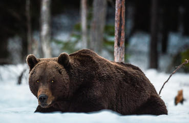 Adult male of Brown Bear lies in the snow in winter forest at night twilight. Big Adult Male of...