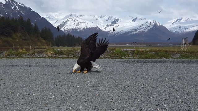 Bald eagle lands and feeds in slow motion while many other eagles fly in the background.