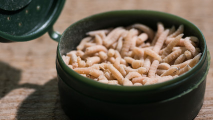 Box with live bait for fishing - maggots