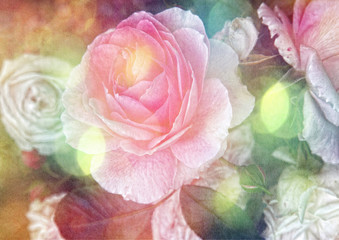 Fototapeta na wymiar Oldfashioned rose in a shabby chic, dreamy and romantic look