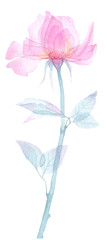 Fototapeta na wymiar Transparent flowers of soft pink color drawn by hand in watercolor, isolated on a white background, drawing x-ray of flowers Delicate spring petals, pistils, stamens Botanical drawing flower structure