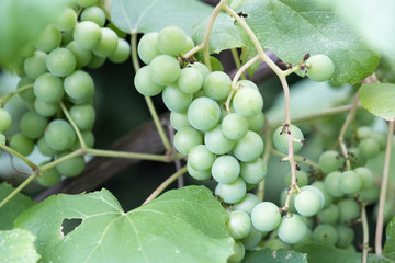 おいしいぶどう