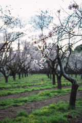 Flowering almond trees in February