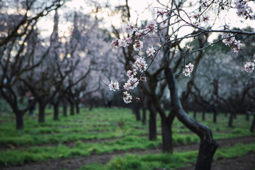 Flowering almond trees in February