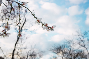 Obraz premium Flowering almond trees in February