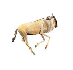 Handpainted watercolor of wildebeest illustration isolated on white - 324178503