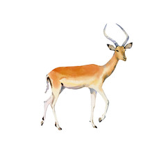Handpainted watercolor impala illustration isolated on white - 324178509