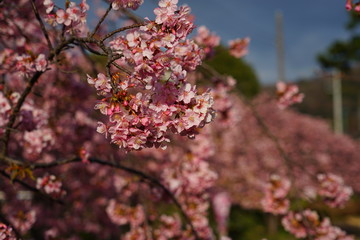 河津桜