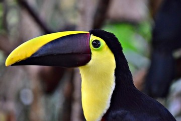 Toucan  Costa Rica 