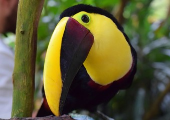 Toucan  Costa Rica 