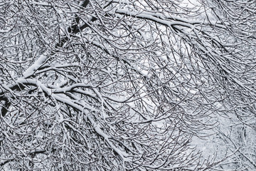 Fairytale fluffy snow-covered trees branches, nature scenery with white snow and cold weather. Snowfall in winter park