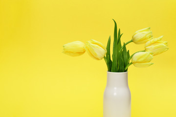 Blooming yellow flowers tulip in vase on monochrome background with copy space. Spring flowers for holiday, women or at mothers day.
