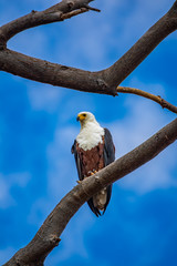 African fish eagle perched over tree, bottom view