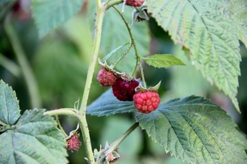 Red raspberry berries ripening. ripening of raspberry berries in the garden. ripe raspberry berries against the green foliage of the bush