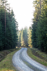 Fototapeta na wymiar Droga w lesie iglastym