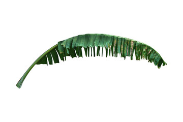 dark Green banana leaves placed on a white background, clipping path included, can be used as background and wallpaper