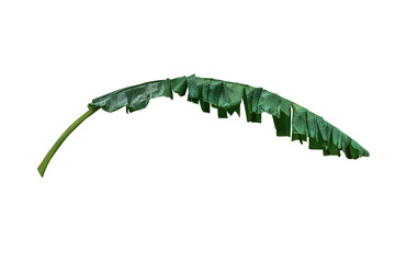 dark Green banana leaves placed on a white background, clipping path included, can be used as background and wallpaper